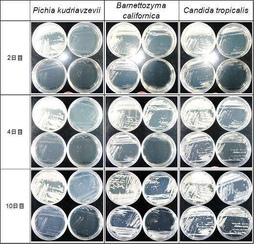 各基質濃度における酵母の生育状況