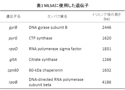 表1 MLSAに使用した遺伝子