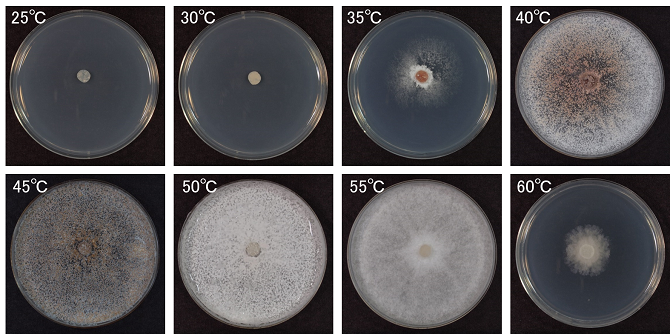 Thermoascus aurantiacus菌株の生育温度試験結果