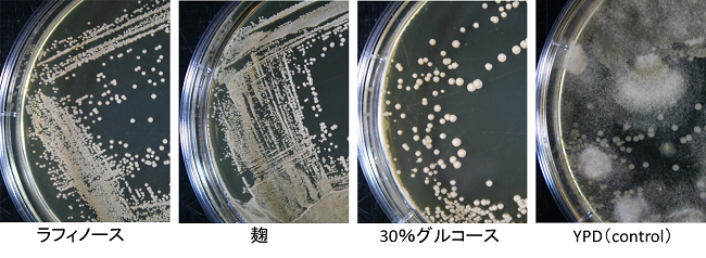 S. cerevisiae分離培地写真