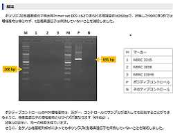 画像:Closridium butyricumのボツリヌスE型毒素遺伝子の検出