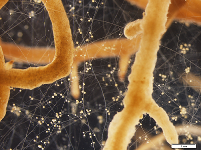 毛状根培養によってin vitroで胞子を形成したアーバスキュラー菌根菌