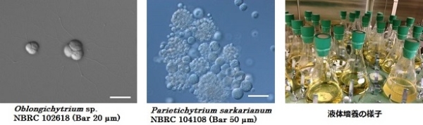 ラビリンチュラと菌体中の油滴、液体培養の様子