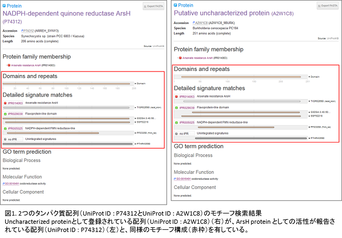 2つのタンパク質のモチーフ検索結果画面