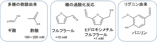 図1. リグノセルロース系バイオマス糖化液に含まれる阻害物質