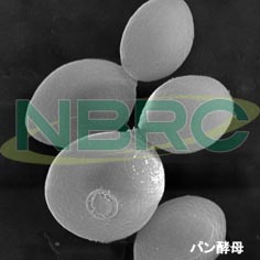 パン酵母・清酒酵母, Saccharomyces cerevisiae NBRC 10217