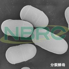 分裂酵母, Schizosaccharomyces pombe NBRC 111645