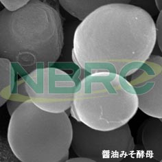 醤油・味噌酵母, Zygosaccharomyces rouxii NBRC 0533