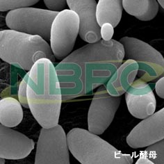 ビール下面発酵酵母, Saccharomyces pastrianus NBRC 11024