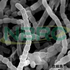 放線菌（ストレプトマイシン産生菌）, Streptomyces griseus NBRC 12875