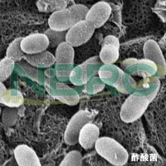 酢酸菌（酢生産菌）, Acetobacter aceti NBRC 3281