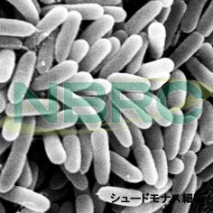シュードモナス細菌, Pseudomonas fluorescens NBRC 15839