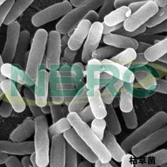 枯草菌（納豆菌）, Bacillus subtilis NBRC 13169