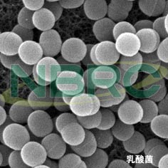 乳酸球菌（チーズなど乳製品）, Lactococcus lactis subsp. lactis NBRC 100933