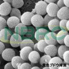 黄色ブドウ球菌, Staphylococcus aureus NBRC 100910