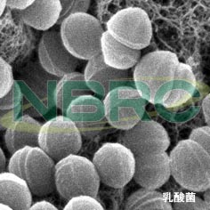 乳酸球菌（醤油乳酸菌）, Tetragenococcus halophilus NBRC 12172