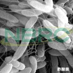 酢酸菌（バクテリアセルロース生産菌）, Komagataeibacter xylinus NBRC 16670