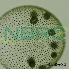 ボルボックス（群体藻類）, Volvox sp. NBRC 107897