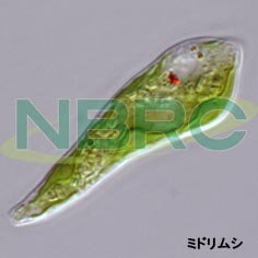 ミドリムシ, Euglena mutabilis NBRC 105742