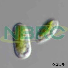 クロレラ, Chlorella saccharophila NBRC 102703