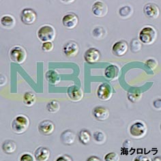 海クロレラ（EPA産生菌）, Nannochloropsis sp. NBRC 102738