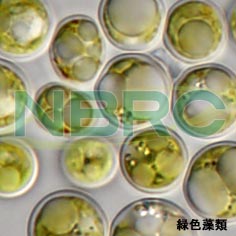 緑色藻類, Chlorococcum littorale NBRC 102761