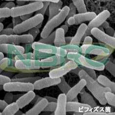 ヒト腸内細菌（ビフィズス菌）, Bifidobacterium bifidum NBRC 100015