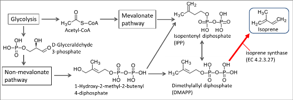 図２　KEGG・BRENDAに基づくイソプレン合成経路図