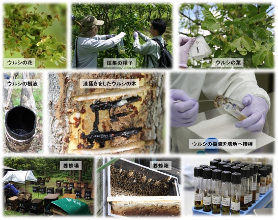 ウルシ林でのサンプル採集と微生物の収集の写真
