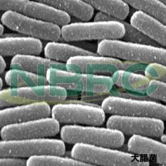 大腸菌, Escherichia coli NBRC 3301