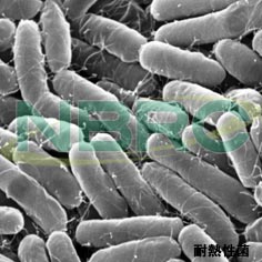 耐熱菌, Geobacillus stearothermophilus NBRC 12550