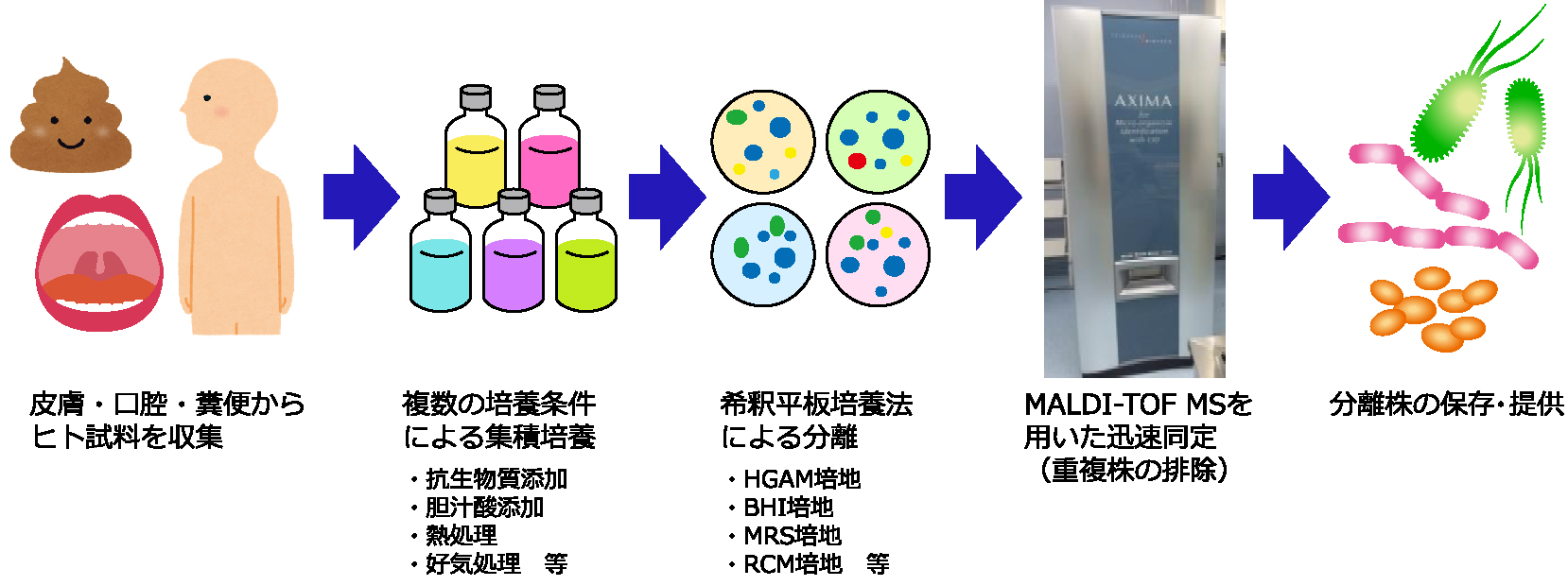 ヒト試料からの微生物の分離手順