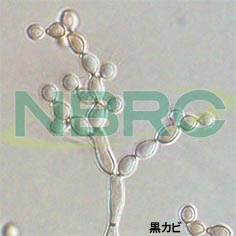 黒カビ, Cladosporium sphaerospermum NBRC 6348
