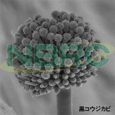 黒コウジカビ（アスペルギルス・ブラジリエンシス）, Aspergillus brasiliensis NBRC 9455