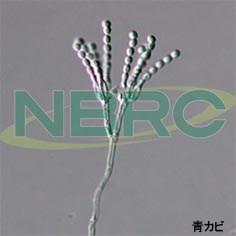 青カビ, Penicillium chrysogenum NBRC 32029