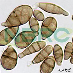 ススカビ, Alternaria alternata NBRC 106339