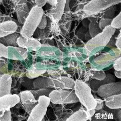 根粒菌, Rhizobium radiobacter NBRC 14554