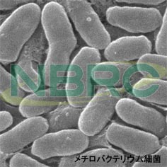 メチロバクテリウム細菌, Methylobacterium persicinum NBRC 103628