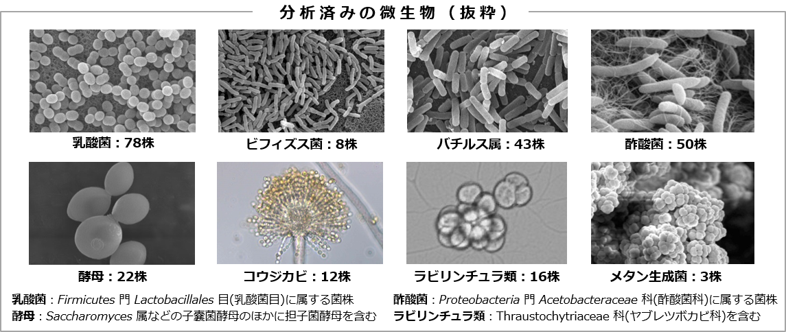 分析済みの微生物の画像です