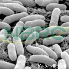 グルタミン酸生産菌, Corynebacterium glutamicum NBRC 12168