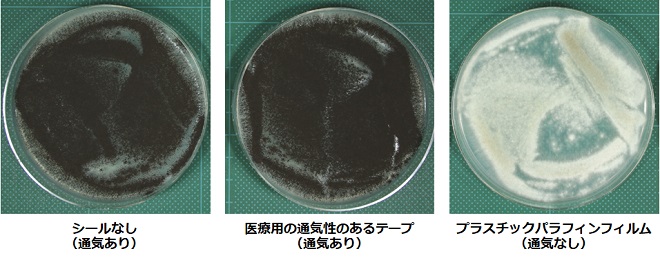 図1 NBRC 9455の通気性の違いによる胞子形成の違い(PDA培地、平板、25℃、3日間培養)