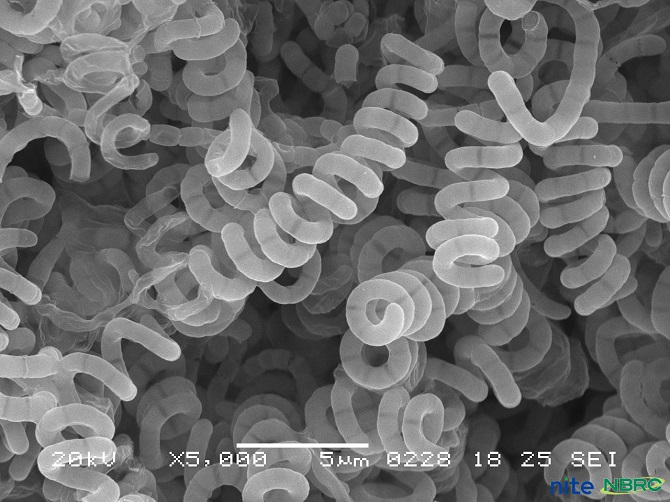 放線菌（エバーメクチン産生菌） Streptomyces avermitilis NBRC 14893_電子顕微鏡