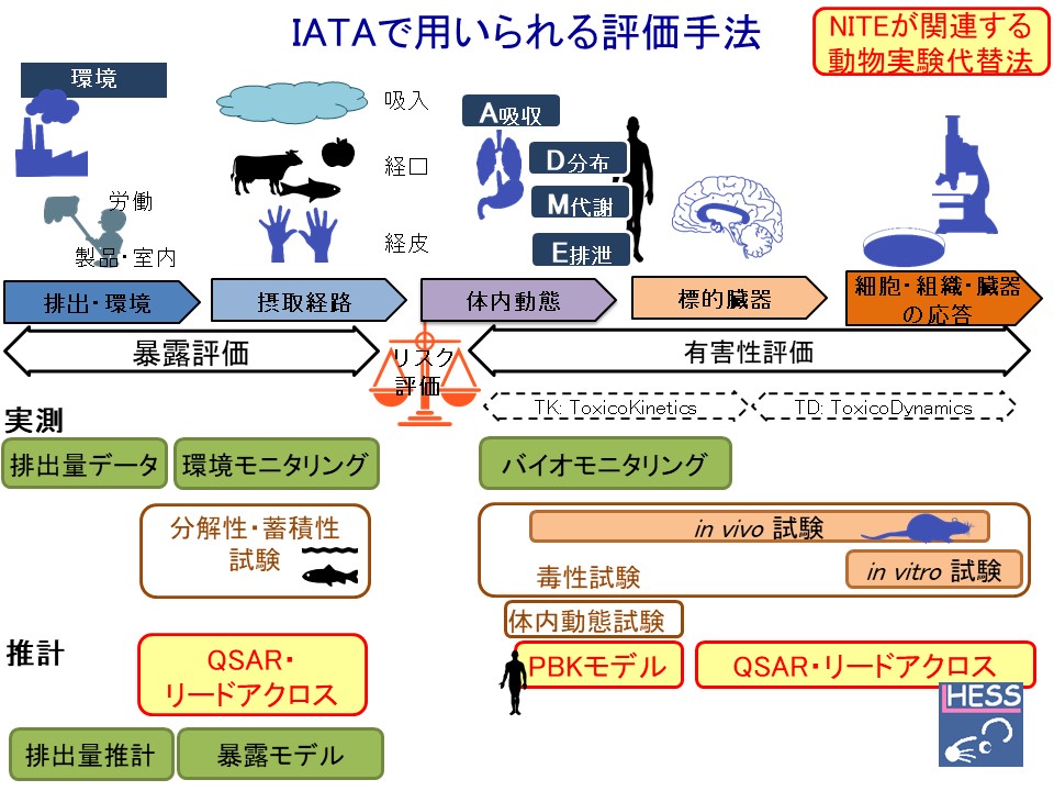 IATA（关于考试和评价的综合方法）的概念图。在NITE中作为IATA中使用的动物实验替代法，可以举出与分解性、蓄积性试验相关的QSAR和读取动作、与人健康影响相关的有害性评价相关的QSAR和读取动作、致力于PBK模型等。