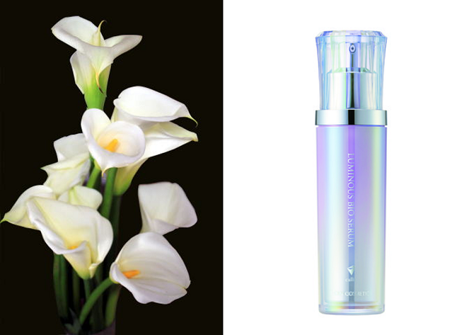 カラーの花の写真（左）とカラー花酵母エキスが配合された化粧品の写真（右）
