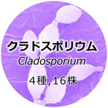 クラドスポリウム属のモデル写真です