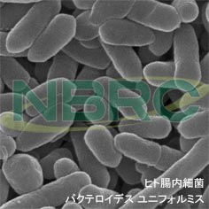 ヒト腸内細菌（バクテロイデス ユニフォルミス）, Bacteroides uniformis NBRC 113350