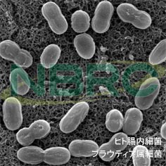 ヒト腸内細菌（ブラウティア属細菌）, Blutia sp. NBRC 113351
