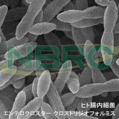 ヒト腸内細菌（エンテロクロスター クロストリジオフォルミス）, Enterocloster clostridioformis NBRC 113352