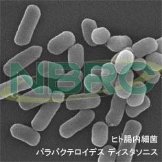 ヒト腸内細菌（パラバクテロイデス ディスタソニス）, Parabacteroides distasonis NBRC 113806