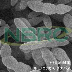 ヒト腸内細菌（ルミノコッカス グナバス）, Ruminococcus gnavus NBRC 114413